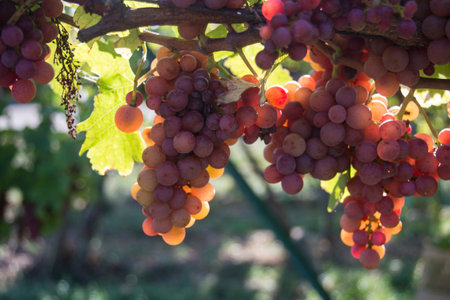 Closeup of bunch of red grappes in a vineyard by sunny day