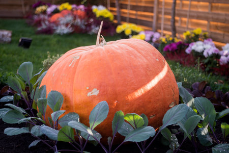 Closeup of giant pumpkin in a public gardenの写真素材