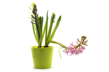 closeup of pink hyacinth in a green pot on white backgroundの写真素材