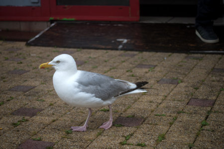 portrait of seagull walking in the streetの写真素材