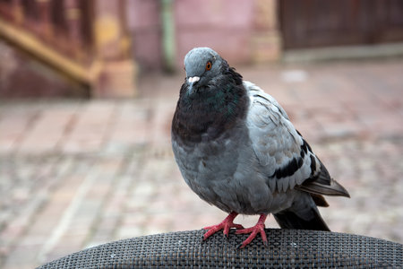 portrait of pigeon standing on wooden chair at the restaurant terraceの写真素材