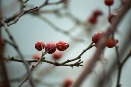 closeup of dog rose berries on branch in border riverの写真素材