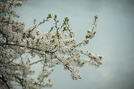 closeup of tree blossom branches in border riverの写真素材