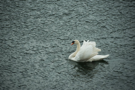portrait of swan swimming in the riverの写真素材
