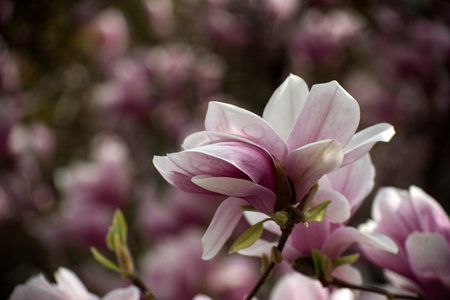 Closeup of magnolia blossom at spring in a public gardenの写真素材