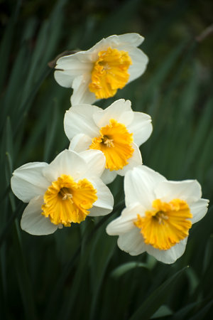 Closeup of yellow daffodils in a public gardenの写真素材