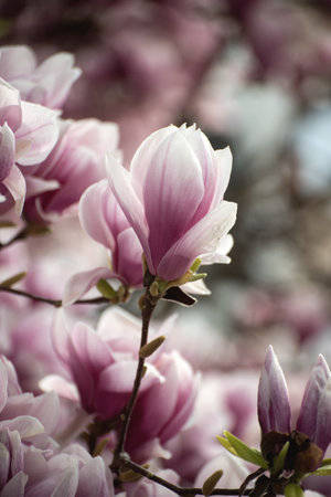 Closeup of magnolia blossom at spring in a public gardenの写真素材