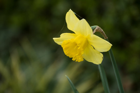 Closeup of yellow daffodils in a public gardenの写真素材