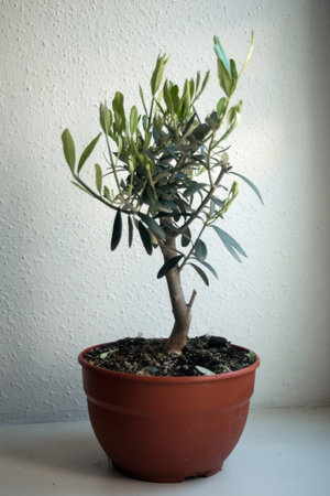 closeup of olive tree in pot on white backgroundの写真素材