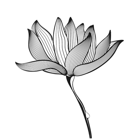 Vector black and white Flower on white backgroundのイラスト素材