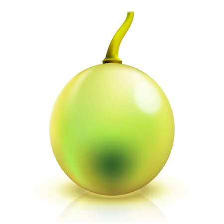 Close up grape isolated on white のイラスト素材