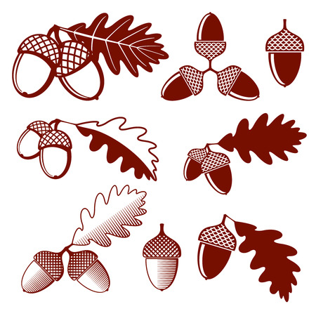 Oak acorns and leaves vector set. Acorn oak, leaf oak, nature plant oak acorn, design nut acorn illustrationのイラスト素材