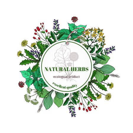 Hand drawn herbs and leaves label. Vector basil and thyme, rosemary and mint. Banner with natural plants illustrationのイラスト素材