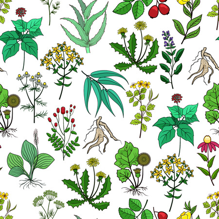 Drug plants and medicinal herbs vector background on white. Pattern with green herbs for medicine. Herb and flower for drug illustrationのイラスト素材