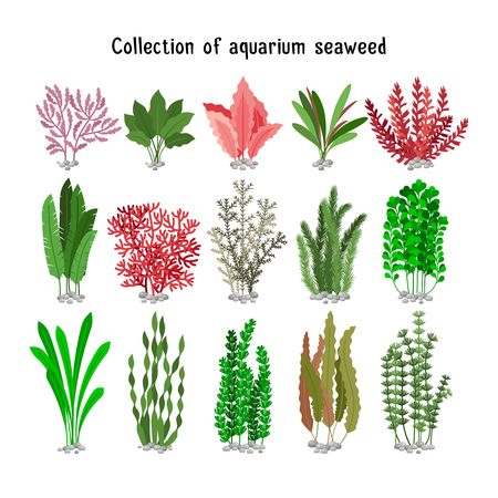 Seaweed set  illustration. Yellow and brown, red and green aquarium seaweeds biodiversity isolated on white. Sea plants and aquatic marine algaeのイラスト素材