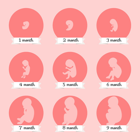 Embryo development. Human fetus growth stages of pregnancy vector illustration. Life baby stage before birthのイラスト素材