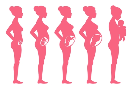Fetus pregnancy stages. Female pregnant staging and childbirth vector illustration for infographicsのイラスト素材