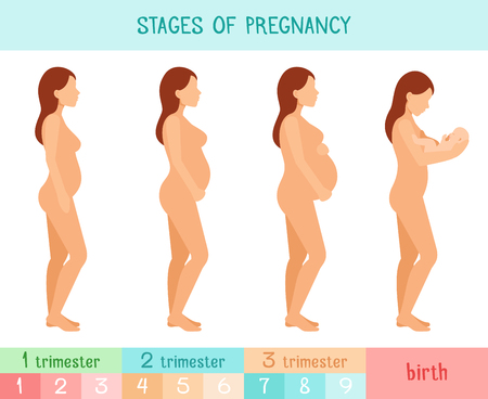 Pregnant beautiful woman vector infographics. Pregnancy by trimester stages illustrationのイラスト素材