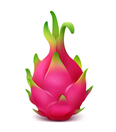 Vector whole vivid pink dragon fruit isolated on white backgroundのイラスト素材