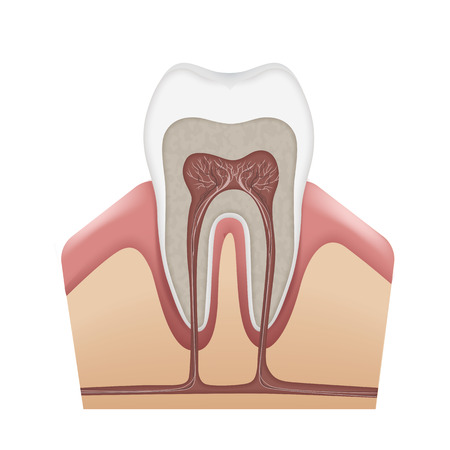Human tooth structureのイラスト素材