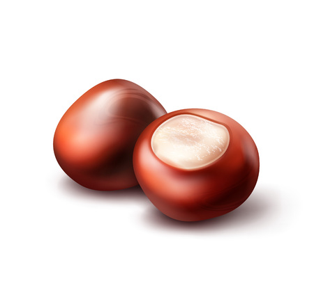 Two horse chestnutsのイラスト素材