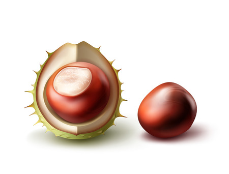 Vector two realistic horse chestnuts with green shell close up side view isolated on white backgroundのイラスト素材