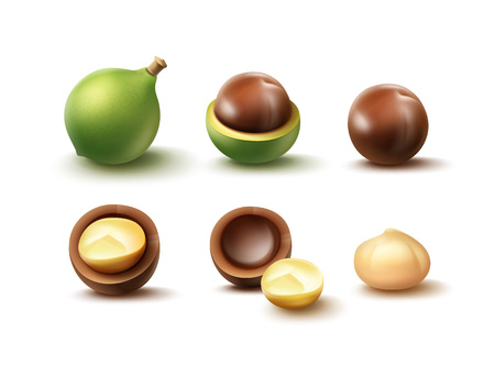 Set of macadamia nutsのイラスト素材