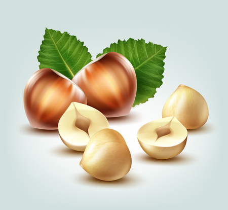 Hazelnuts with leavesのイラスト素材