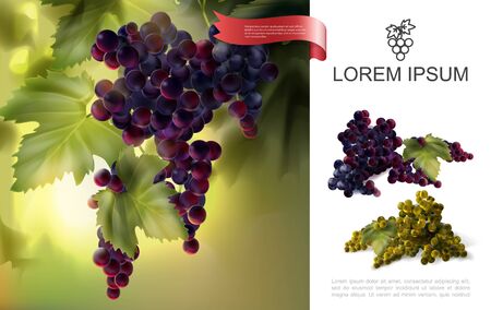 Fresh natural grapes concept with bunches of red and white grapes in realistic style vector illustrationのイラスト素材