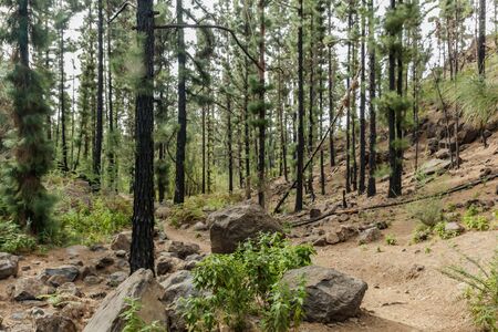 Stony path at upland surrounded by pine trees at sunny day. Clear lue sky and some clouds along the...
