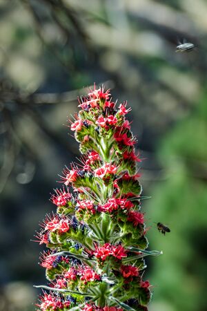 Blooming Endemic beautiful flower Tajinaste rojo -Echium wildpretii- and few bees flying around. Spring time. Teide National Park, Tenerife, Canary Islands, Spainの写真素材