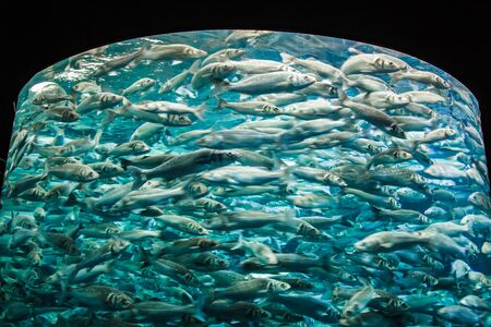 fish on the run in an aquarium, fish in an aquarium on a blue background