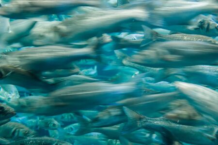 fish on the run in an aquarium, fish in an aquarium on a blue background.