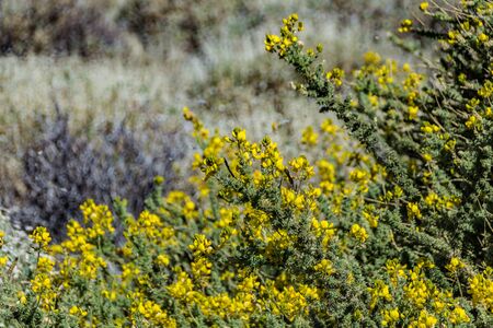 Endemic plant Canary Islands broom -Genista canariensis- near volcano Teide on Tenerife. Beautiful landscape in the national park on Tenerife,. Los Roques de Garcia. Selective focusの写真素材