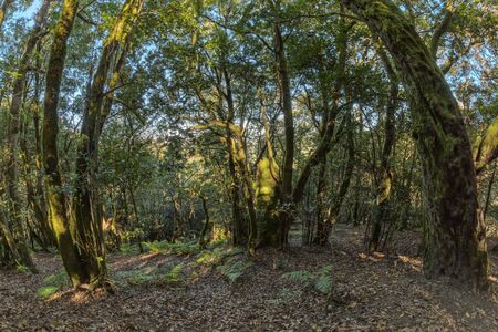 Relict forest on the slopes of the mountain range of the Garajonay National Park. Giant Laurels and Tree Heather along narrow winding paths. Paradise for hiking. Fish eye lens. La Gomera, Spain.の写真素材