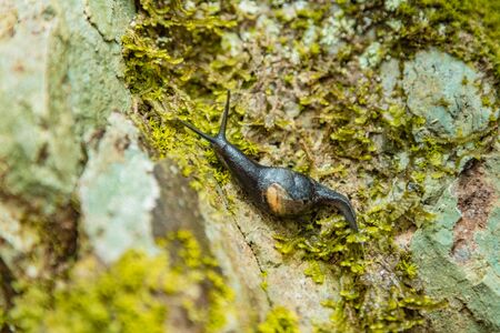 Close up selective focus. A huge snail crawling on a wet stone slope covered with colored lichen. Relict forest on the slopes of the oldest Anaga Natural Park on Tenerife. Paradise for hiking. Canary.の写真素材