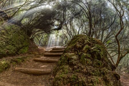 A young traveler in the relic forest. Anaga mountain range on the island of Tenerife. Giant laurels and heather tree along narrow winding paths. Paradise for hiking. Fish eye. Canary Islands, Spain..の写真素材