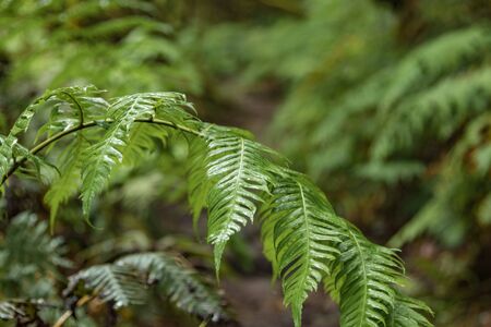 Raindrops on the green leaves of a fern. Macro, close-up, selective focus. Relict forest on the...