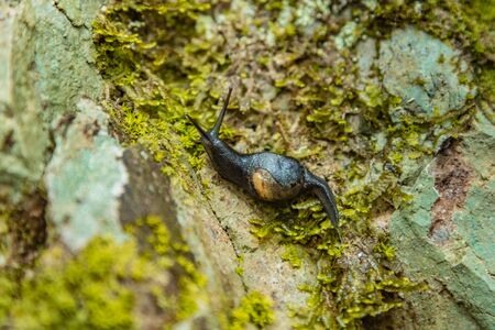 Close up selective focus. A huge snail crawling on a wet stone slope covered with colored lichen. Relict forest on the slopes of the oldest Anaga Natural Park on Tenerife. Paradise for hiking. Canary.の写真素材