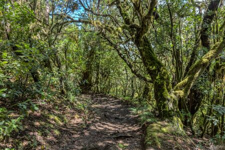Relict forest on the slopes of the mountain range of the Garajonay National Park. Giant Laurels and...