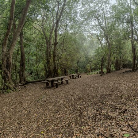 Relict forest on the slopes of the mountain range of the Garajonay National Park. Giant Laurels and Tree Heather along narrow winding paths. Paradise for hiking. Travel postcard. La Gomera, Spain.の写真素材