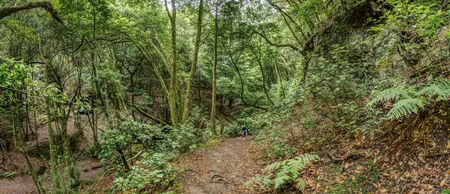 Relict forest on the slopes of the oldest mountain range of the island of Tenerife. Giant Laurels and Tree Heather along narrow winding paths. Paradise for hiking. Super wide panorama. Canary Islands.の写真素材