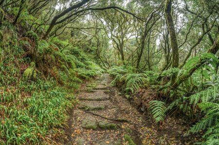 Relict forest on the slopes of the oldest mountain range of the island of Tenerife. Giant Laurels and Tree Heather along narrow winding paths. Paradise for hiking. Fish eye. Canary Islands. Spain.の写真素材