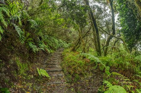 Relict forest on the slopes of the oldest mountain range of the island of Tenerife. Giant Laurels and Tree Heather along narrow winding paths. Paradise for hiking. Fish eye. Canary Islands. Spain.の写真素材