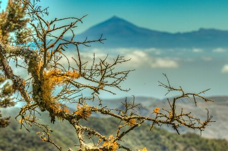 Close up, selective focuse. Giant Laurels and Heather with wet lichen branches. Island of Tenerife and volcano Teide in the blurred background. Travel postcard. Garajonay National Park, La Gomera.の写真素材