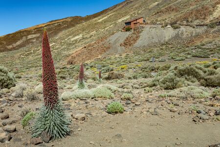 Beautiful flower Tajinaste - Echium wildpreti. The endemic flower is a symbol of the Teide National Park. Like a good honey plant, it is always surrounded by a swarm of bees. Tenerife.の写真素材