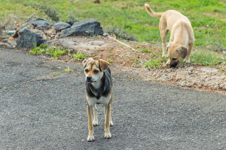 Two dogs on a side of a local asphalt road in mountain village on the south of Tenerife Island. One...