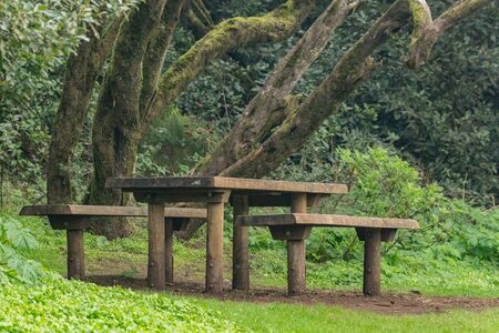 Benches and big wooden table for feast surrounded by young green grass in the barbecue area in the...