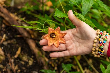 Canarina canariensis is a glabrous, glaucous, scrambling perennial herb in the bellflower family...