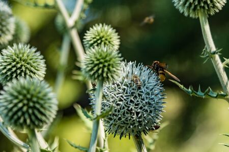 Echinops sphaerocephalus. Names: glandular globe-thistle, great globe-thistle or pale globe-thistle. is a Eurasian species. Close up selective focus.の写真素材